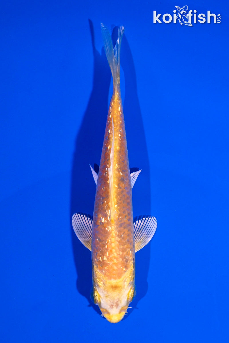 4.5" GINRIN YAMABUKI OGON