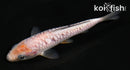 4.5" DOITSU SORAGOI