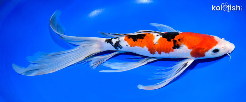 13.75" SANKE BUTTERFLY
