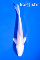 4.5" PLATINUM OGON