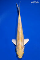 9" YAMABUKI OGON