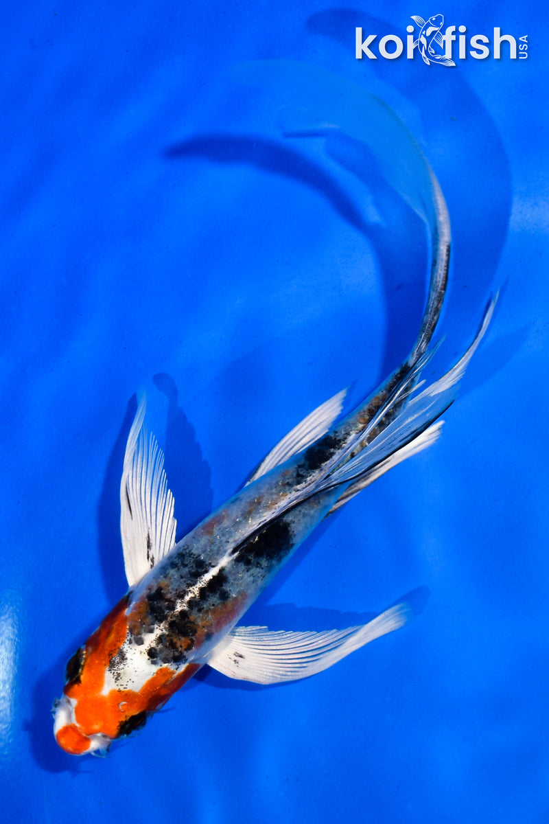 7" YAMATO NISHIKI BUTTERFLY