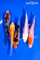 PACK OF (5) 3.5-4.5" STANDARD KOI