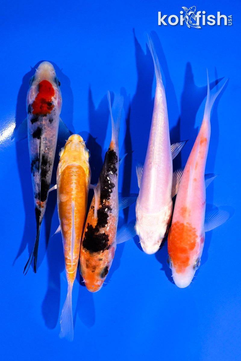 PACK OF (5) 3.5-4.5" STANDARD KOI