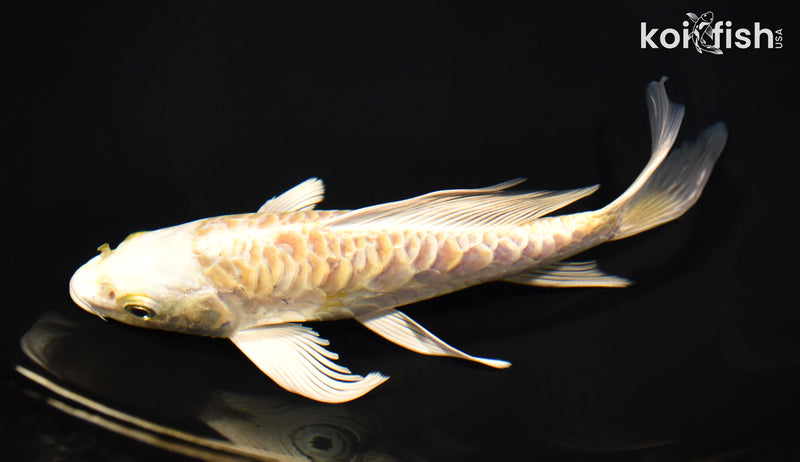 7.5" ARAGOKE LEMON HARIWAKE BUTTERFLY