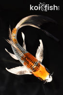 8.5" KUJAKU BUTTERFLY