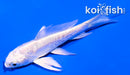 4" GINRIN DOITSU PLATINUM OGON BUTTERFLY