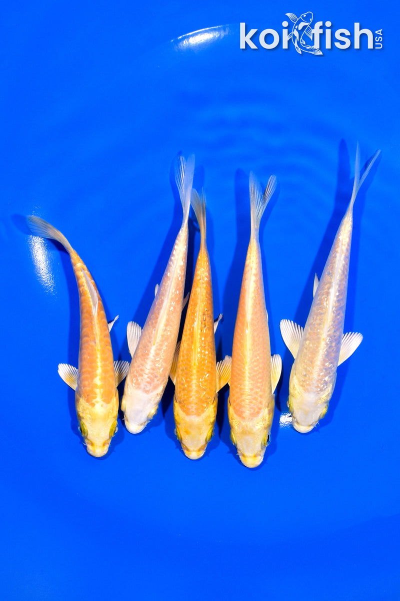 PACK OF (5) 4.5-4.75" YAMABUKI OGON KOI