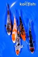 PACK OF (5) 3.75-4" MIXED STANDARD KOI