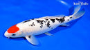 12.25" TANCHO SANKE