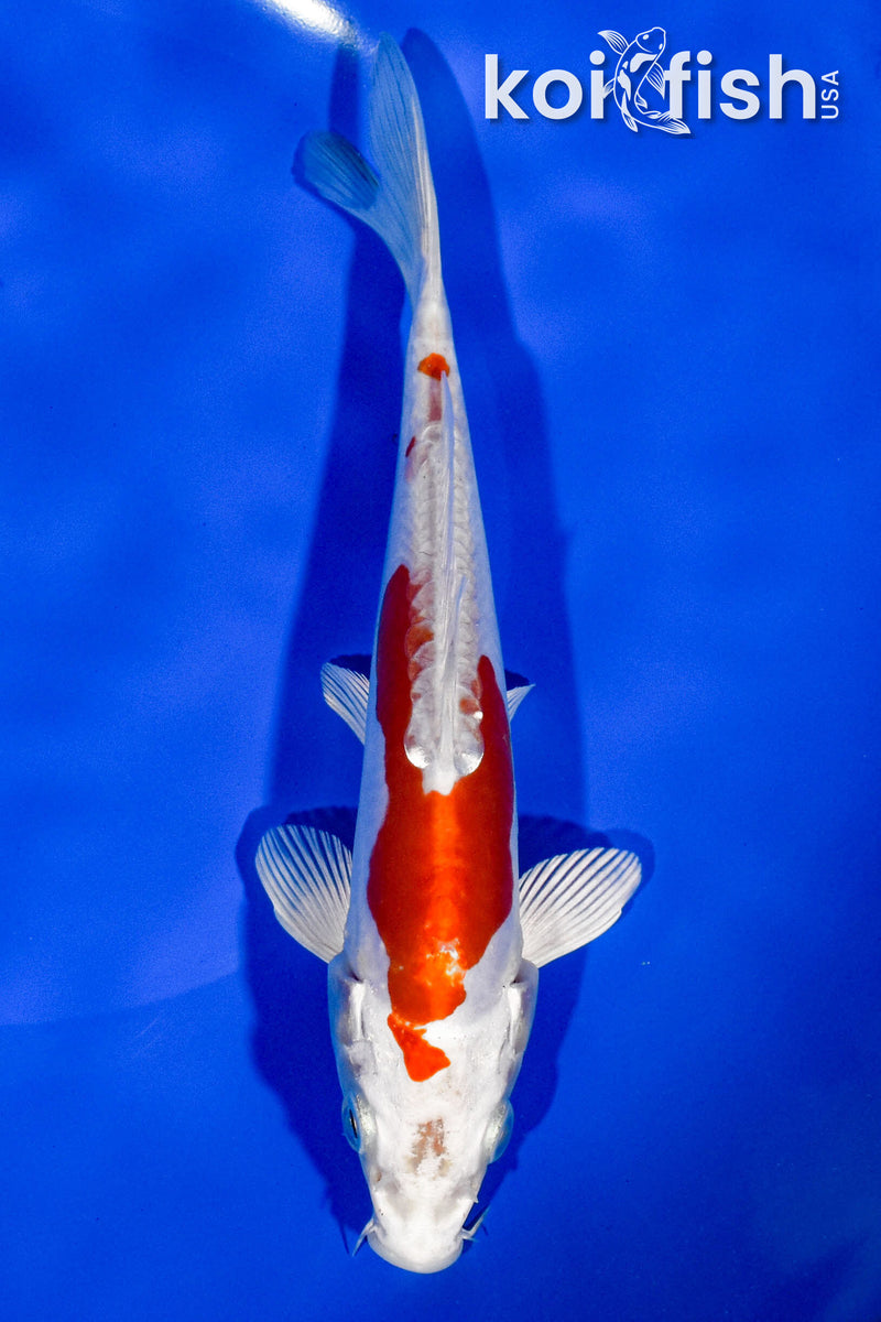 6.75" KIKUSUI