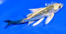 4.5" GINRIN KI MATSUBA BUTTERFLY