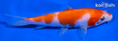 5.5" KOHAKU