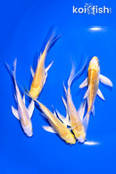 PACK OF (5) 4-5.5" YELLOW BUTTERFLY KOI