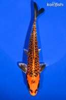 7" BENI KIKOKURYU