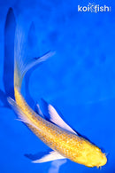 5" GINRIN YAMABUKI OGON BUTTERFLY