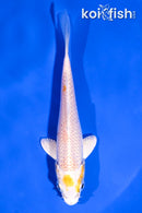 4.5" HARIWAKE