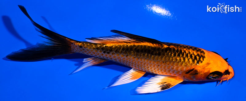 5.25" ORENJI MATSUBA BUTTERFLY