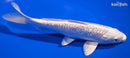 6.75" GINRIN PLATINUM OGON