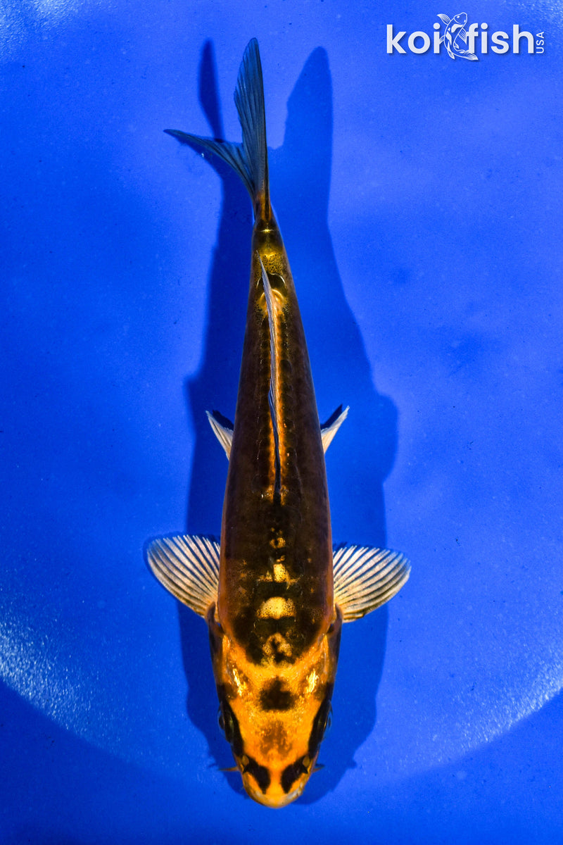 5" BENI KIKOKURYU