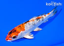 6" GINRIN YAMATO NISHIKI