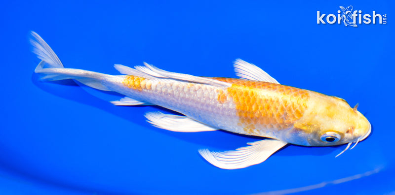 7.25" LEEMON HARIWAKE BUTTERFLY