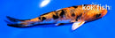 4.5" HEISEI NISHIKI