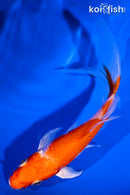 5.25" HARIWAKE BUTTERFLY