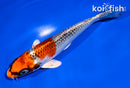 5.5" KUJAKU
