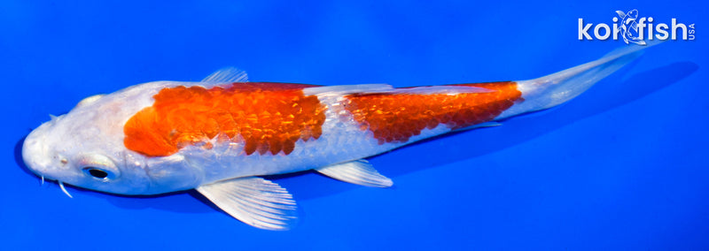 5.5" GINRIN HARIWAKE