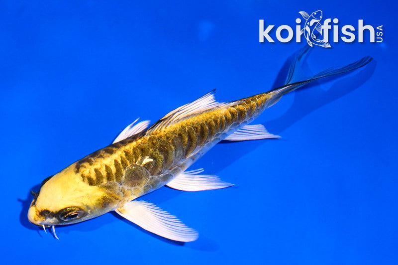 5" KINKIKOKURYU BUTTERFLY