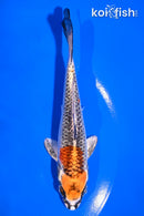 5" KUJAKU