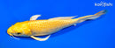 8.25" YAMABUKI OGON BUTTERFLY