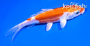 4.5" KIKUSUI