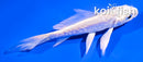 4" GINRIN DOITSU PLATINUM OGON BUTTERFLY