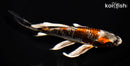 7.75" BENI GINGA BUTTERFLY