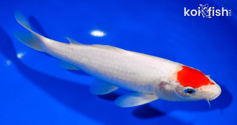 8.75" TANCHO KOHAKU