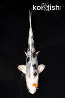 5.75" HEISEI NISHIKI