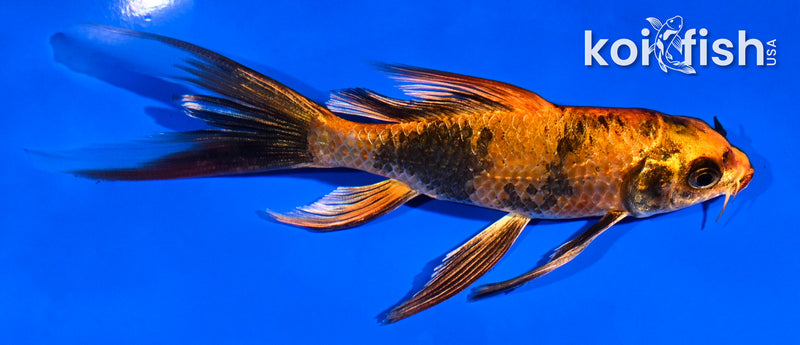 5" KIN HI UTSURI BUTTERFLY