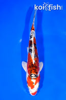 8" ARAGOKE HEISEI NISHIKI