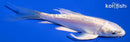 4.75" DOITSU PLATINUM OGON BUTTERFLY