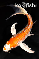 6.75" KIKUSUI BUTTERFLY