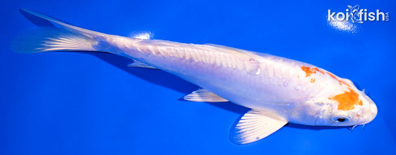 7.5" KIKUSUI