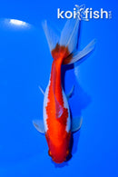 6.25" SARASA WATONAI GOLDFISH