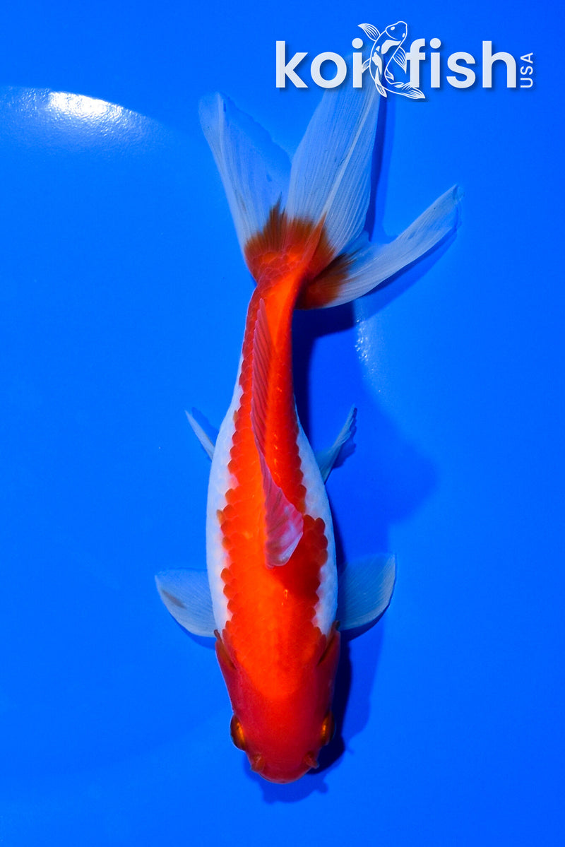 6.25" SARASA WATONAI GOLDFISH