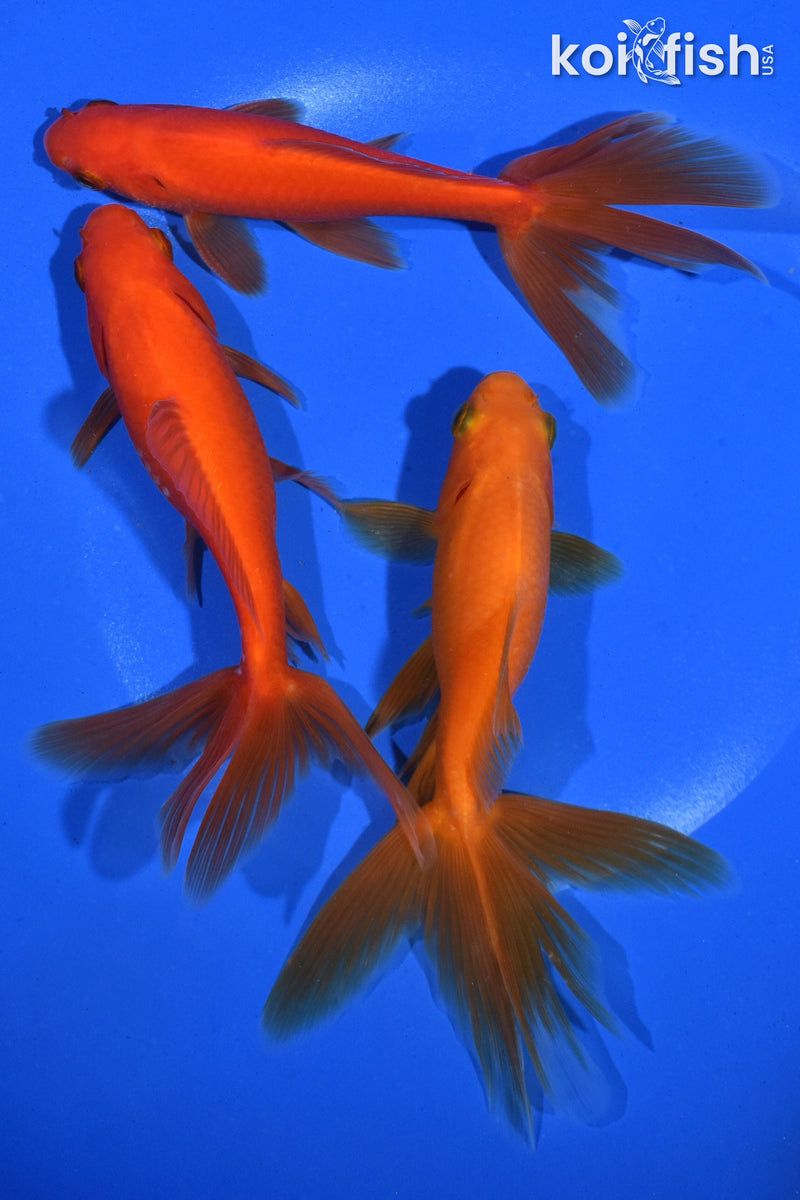 PACK OF (3) 5.5" WATONAI GOLDFISH