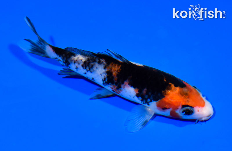 5.25" SHOWA