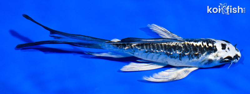 5.5" GINRIN KIKOKURYU BUTTERFLY