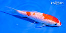 5.5" DOITSU KOHAKU