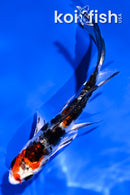 4" HEISEI NISHIKI BUTTERFLY